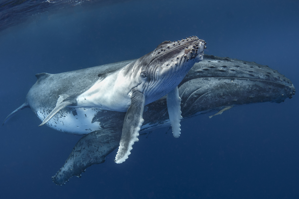 a humpback whale and her calf swim close together in clear water
