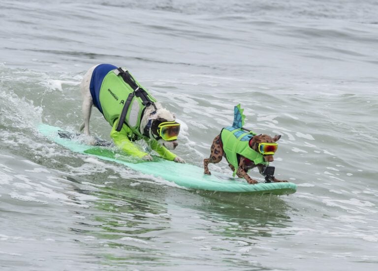 A big dog and a small dog wearing life vests and goggles ride tandem on a surfboard