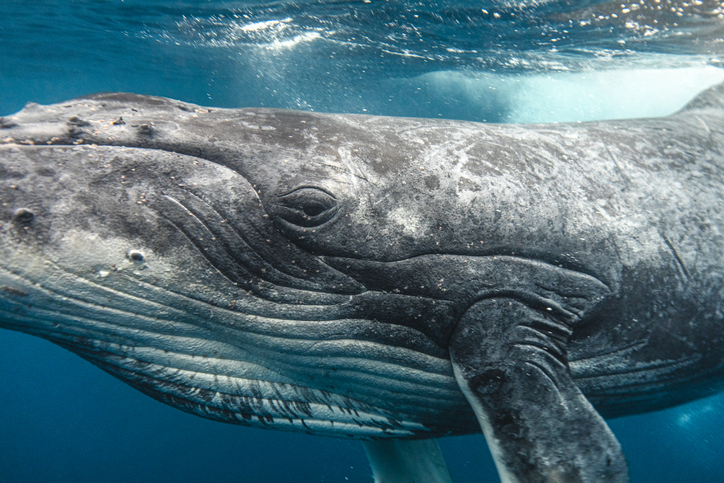 Humpback Whale eyeing camera while swimming through clear blue ocean waters