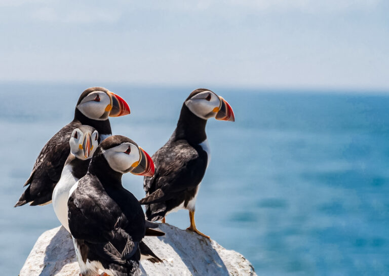 Atlantic Puffins