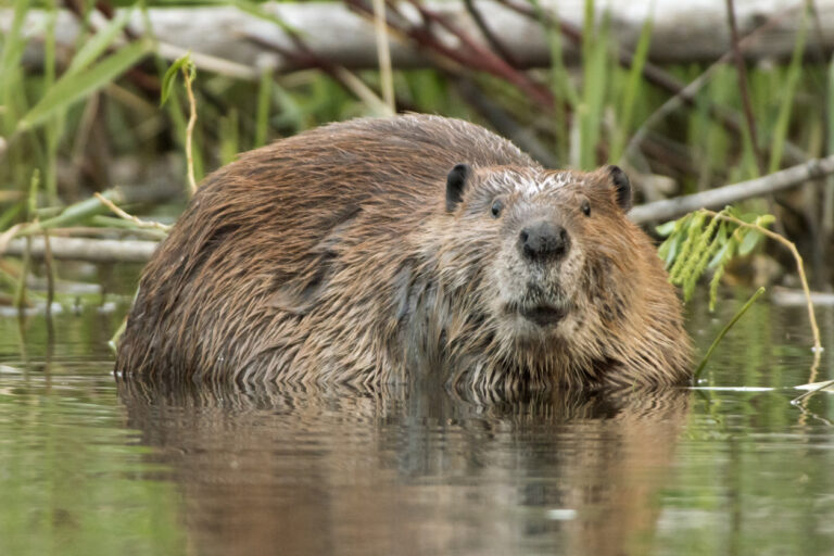 Looking up after eating a branch of a willow tree, a large beaver, after sunset, soaks near the shoreline of the Bear Creek which feeds into the South Platte River just outside Denver, Colorado.