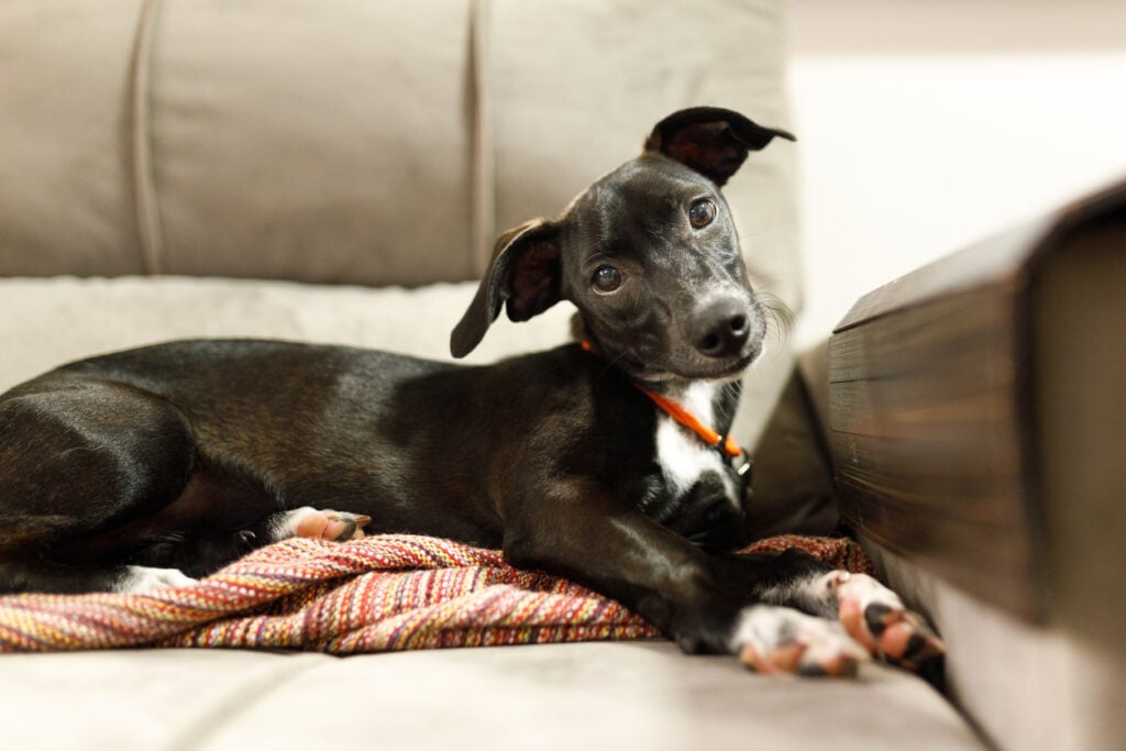 Puppy tilts head and crosses paws lying on sofa