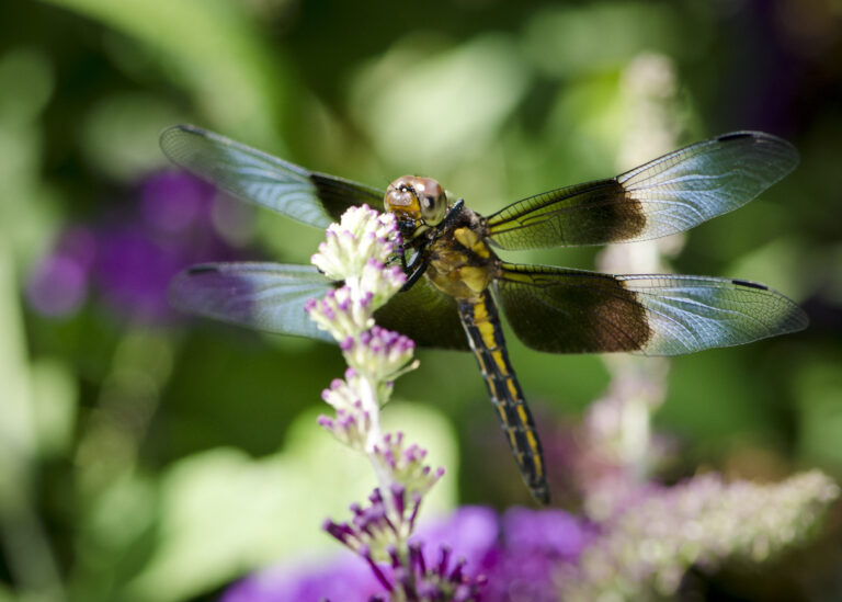 A macro image of a band winged dragonfly.