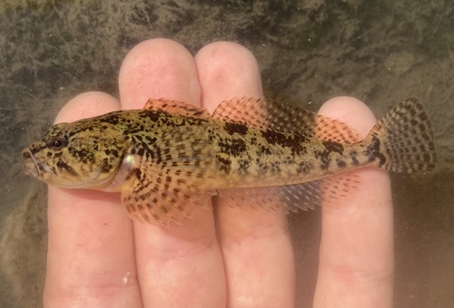 Riffle sculpin (California, USA) © prickly_sculpin