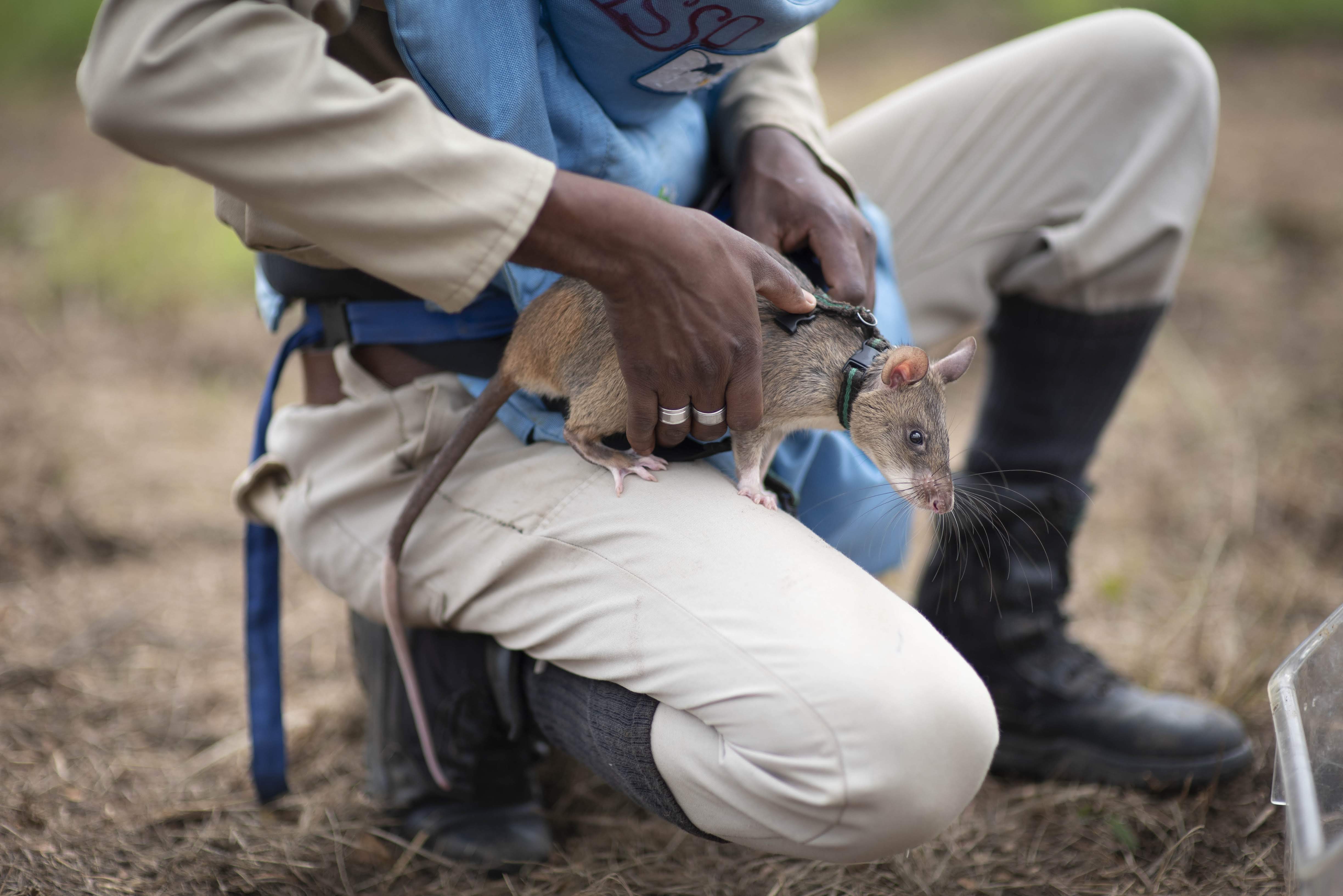 Rats in Backpacks Are Becoming Search-and-Rescue Heroes