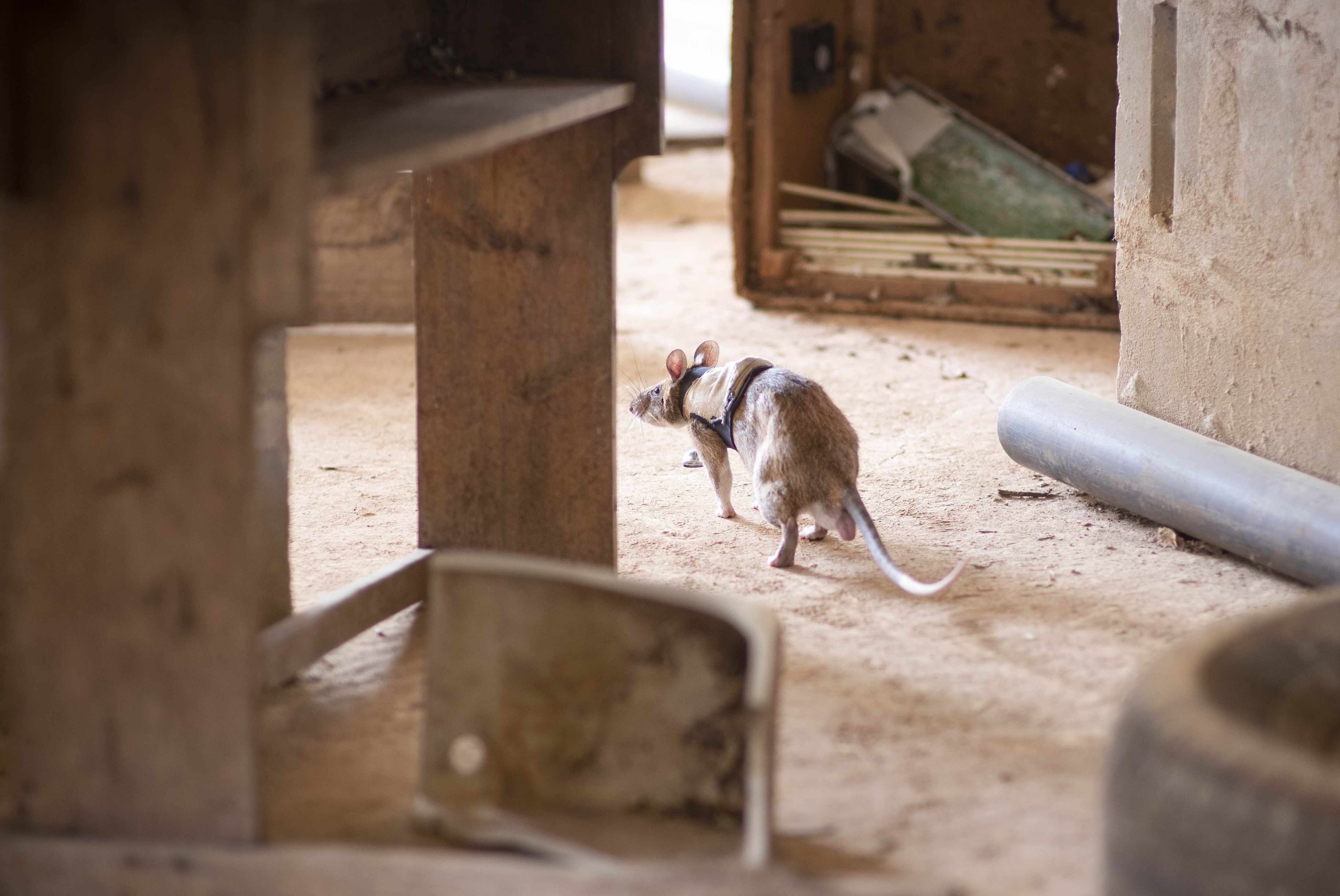 Rats in Backpacks Are Becoming Search-and-Rescue Heroes