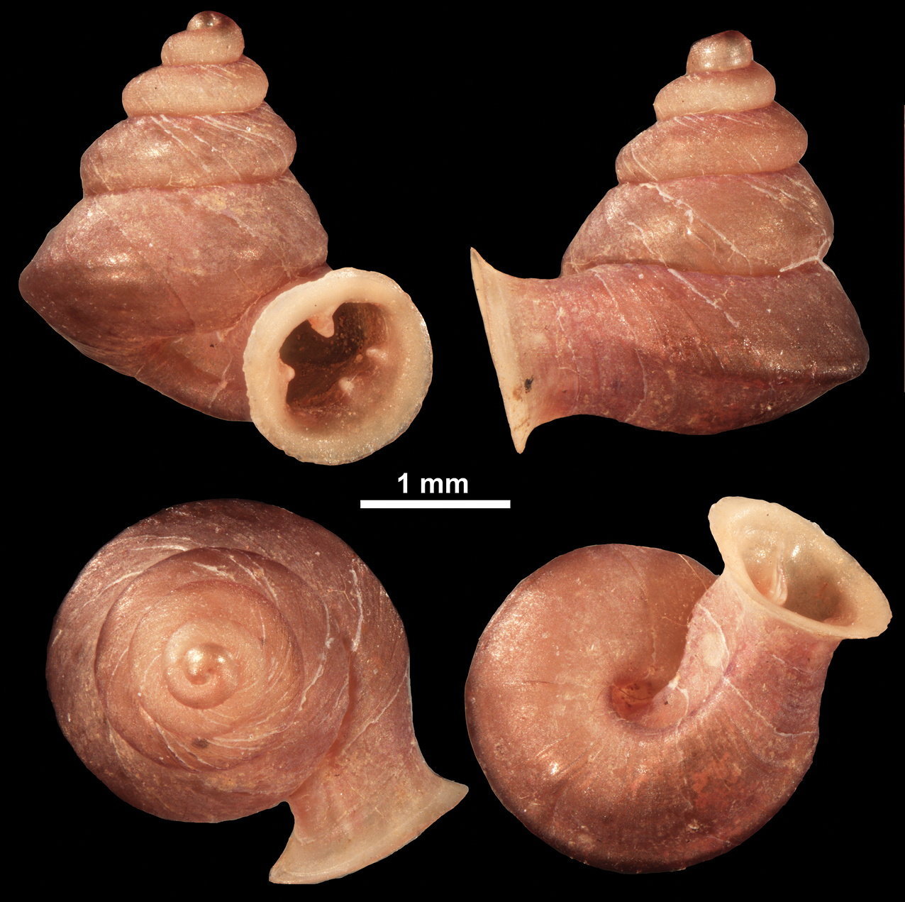 Tiny New Species of Snail With Unusual Shell Named After Picasso