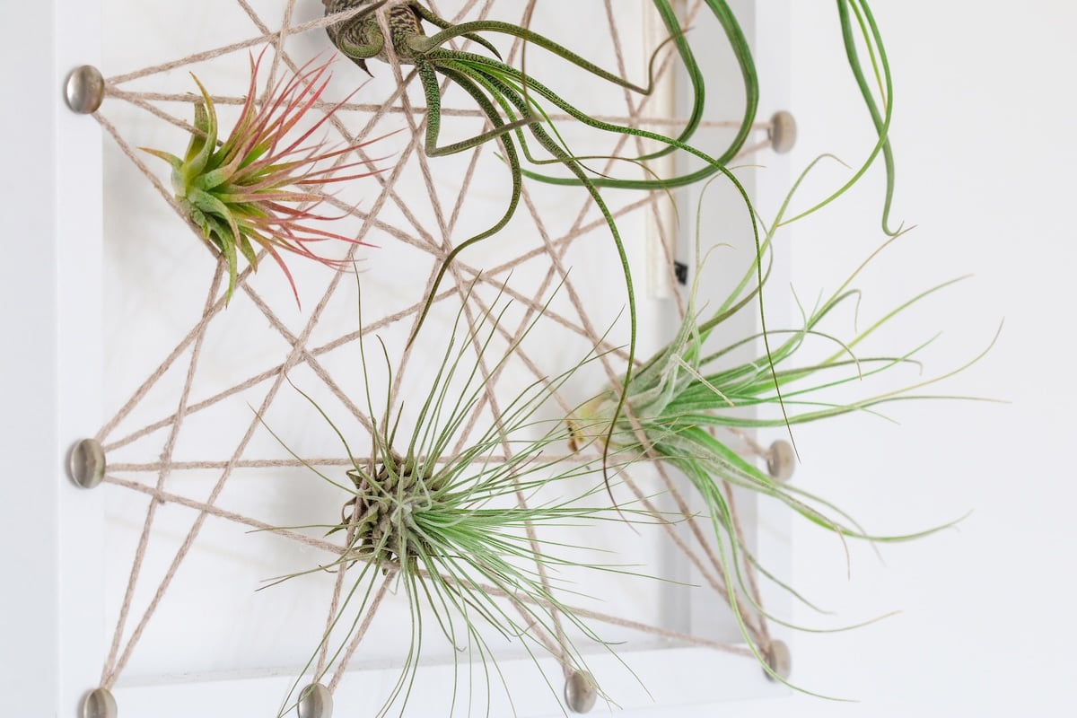 Air Plants for Low Light