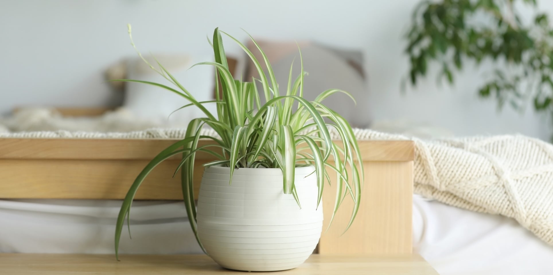 Spider plantfor low light