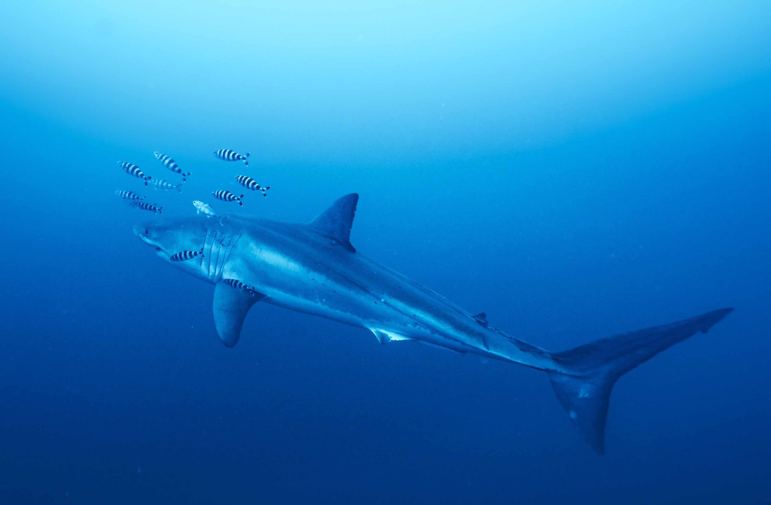 Diver Captures First Underwater Footage of a Great White Shark in the Mediterranean