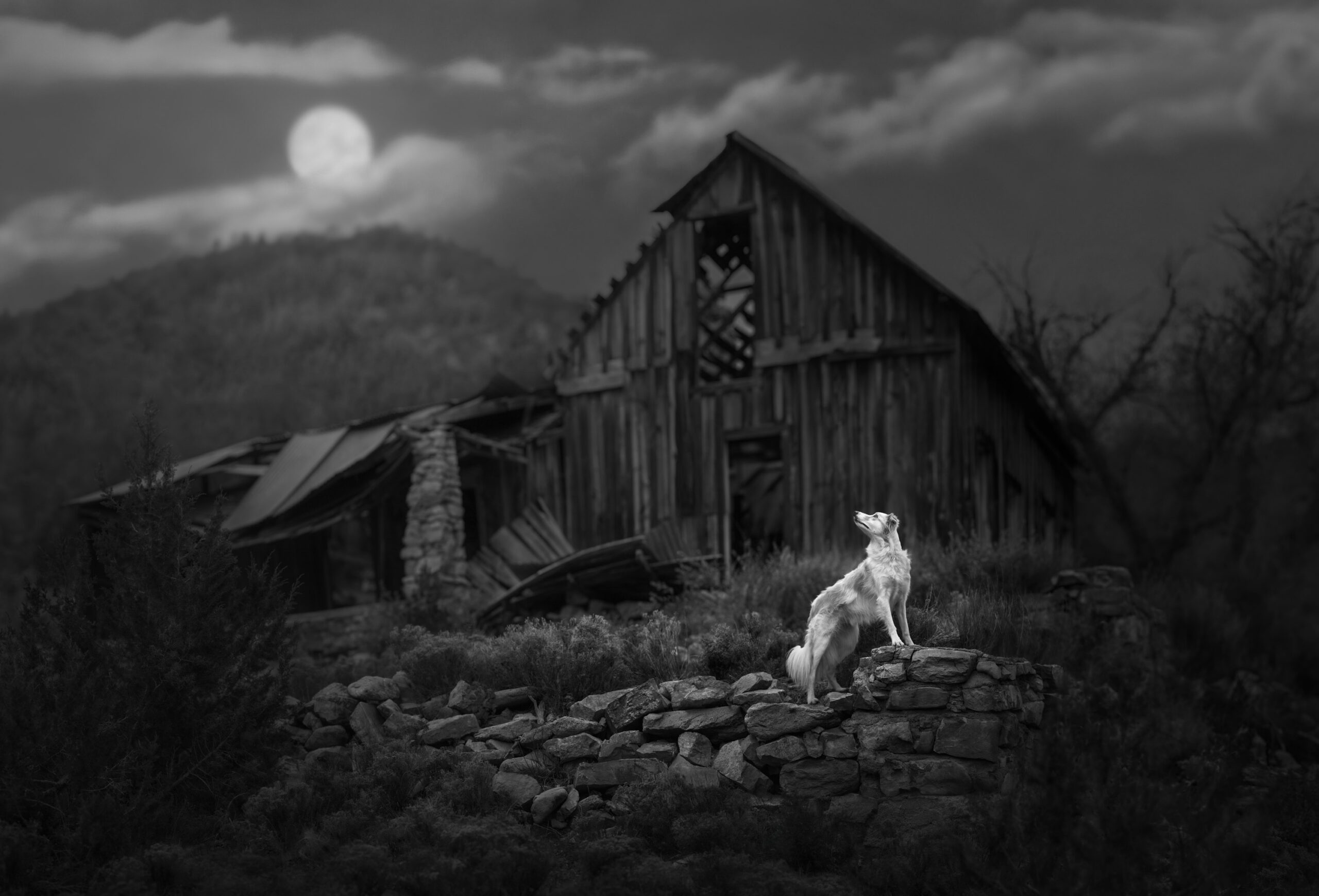nicenews.com - Rebekah Brandes - 2026 International Pet Photography Awards: See the Winners