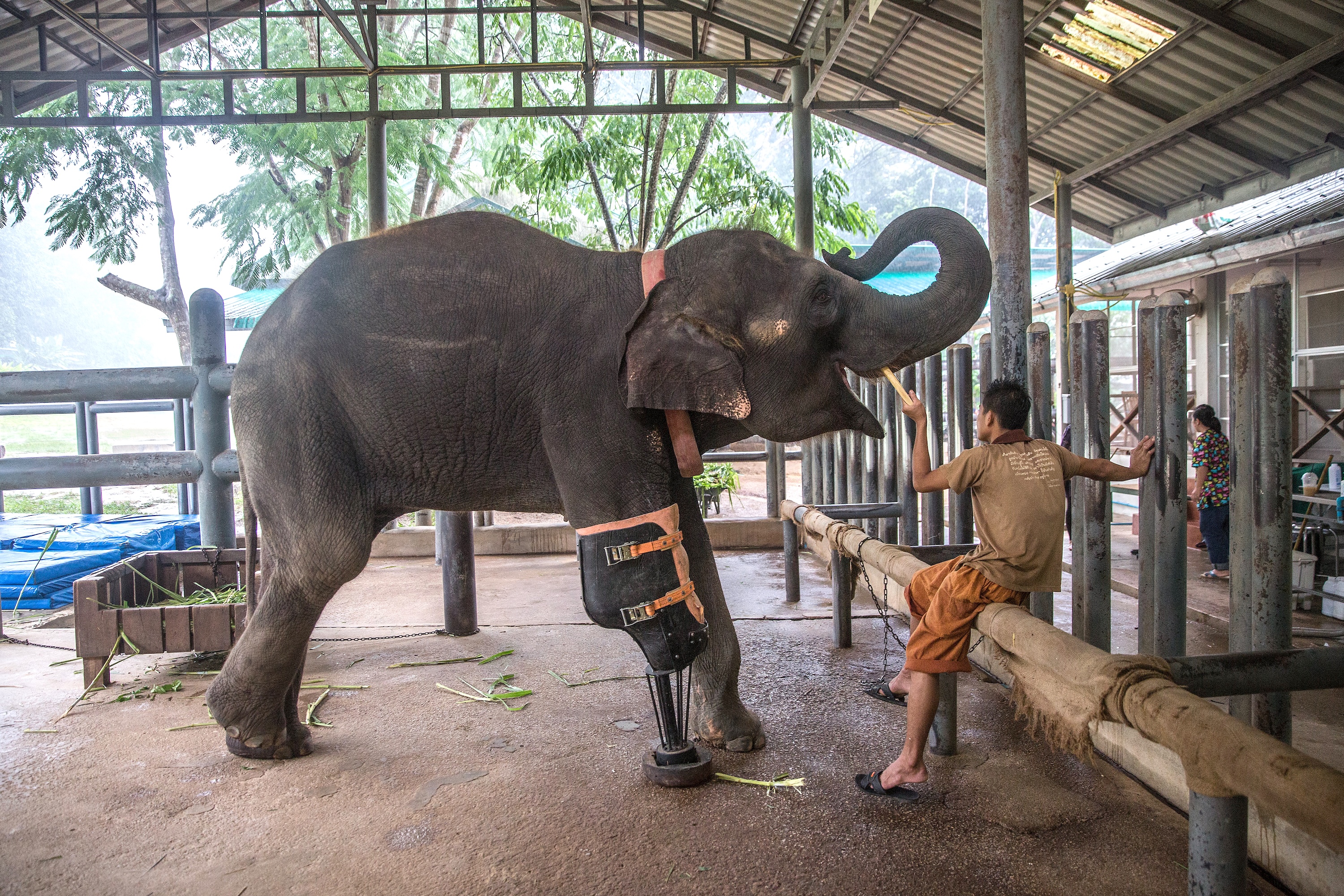 From a Dolphin’s Tail to a Bird’s Beak: 7 Innovative Prosthetics That Have Helped Animals