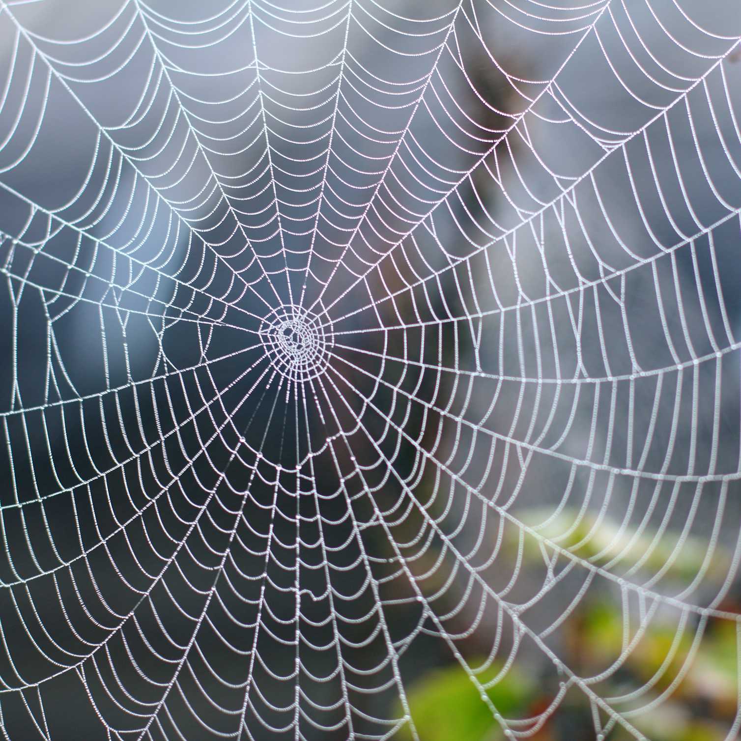 Producing Spider Silk Is a Biological Feat - Scientists Are Using It to Develop Materials for Drug Delivery and Wound Care
